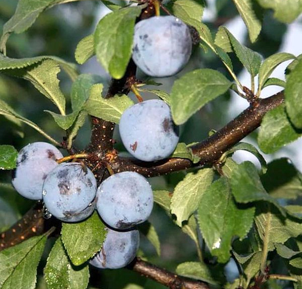 Слива 'Ренклод Советский'