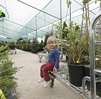 Фотоальбом Сирень ПОБЕДЫ 2015 Сирень ПОБЕДЫ 2015