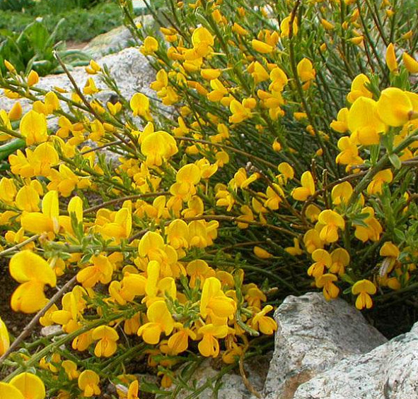 Дрок красильный 'Роял Голд'