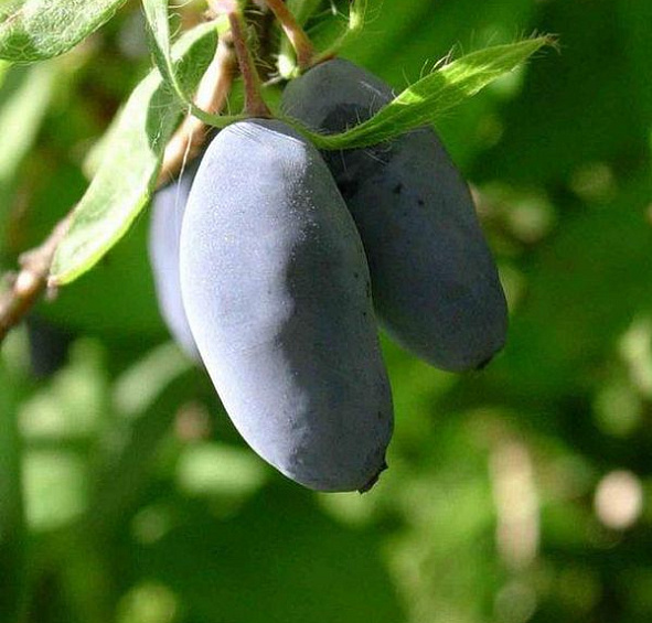 Жимолость съедобная 'Синяя Птица'