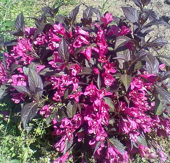 Вейгела 'Нана Пурпуреа'