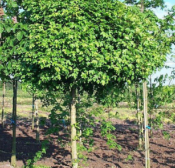 Клен полевой 'Нанум'