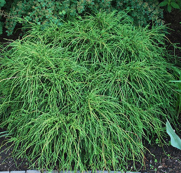 Кипарисовик горохоплодный 'Филифера Нана'