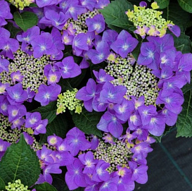 Гортензия крупнолистная 'Пурпурный шар'