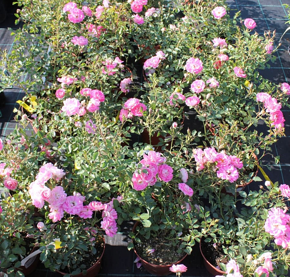 Роза 'Флирт 2011' (миниатюрная) (розовая)