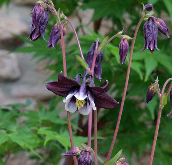 Аквилегия обыкновенная Уильям Гинесс
