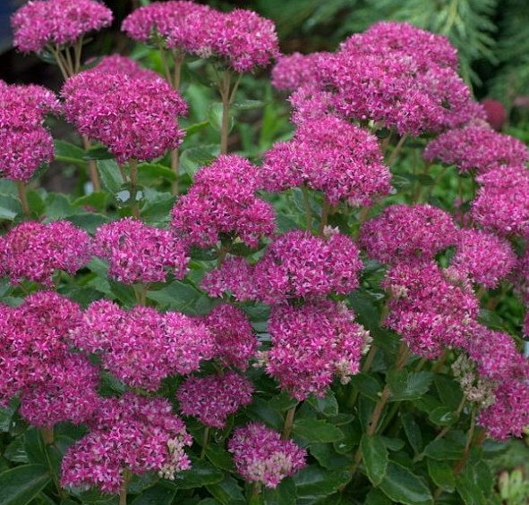 Седум видный (Очиток) 'Карл'