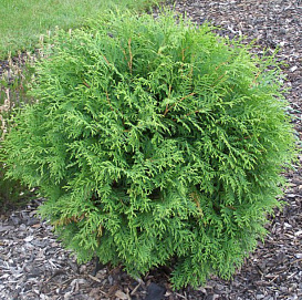 Туя западная 'Глобоза'