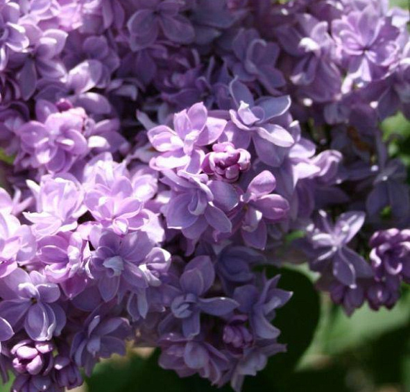 Сирень обыкновенная 'Андрей Громов' (голубовато-сиреневые)