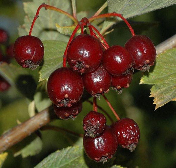 Боярышник Максимовича