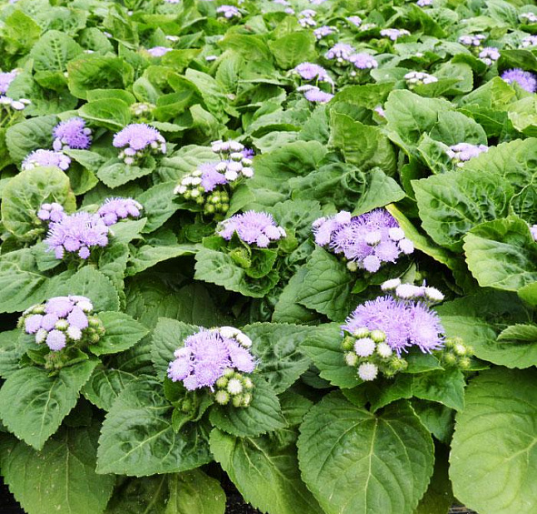 Агератум Хоустона Перл Блу