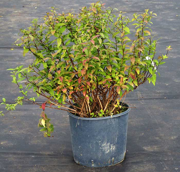 Спирея японская 'Голдфлейм'