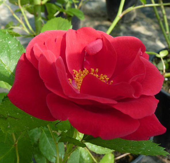 Роза 'Фламентанз' (плетистая) (красная)