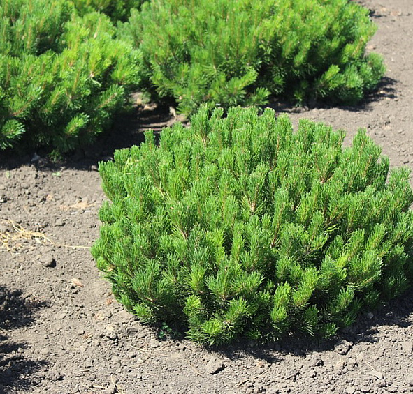 Сосна горная 'Мугус'