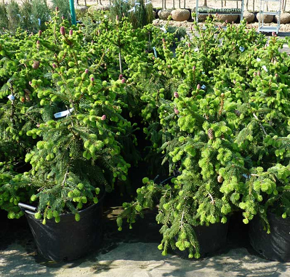 Ель обыкновенная (европейская) 'Акрокона'