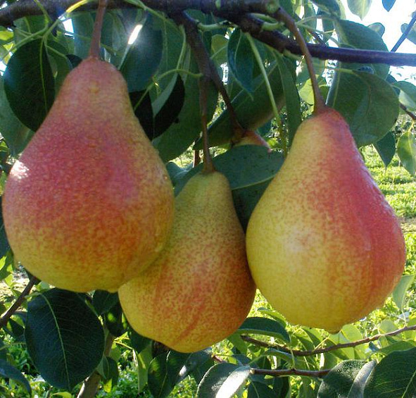 Груша Дебютантка