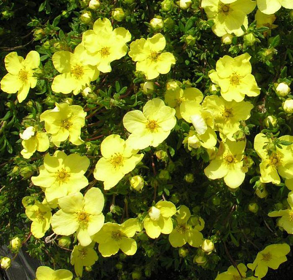 Лапчатка кустарниковая 'Джакманс Вариети'