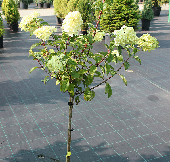 Гортензия метельчатая 'Ванилла Фрейз'