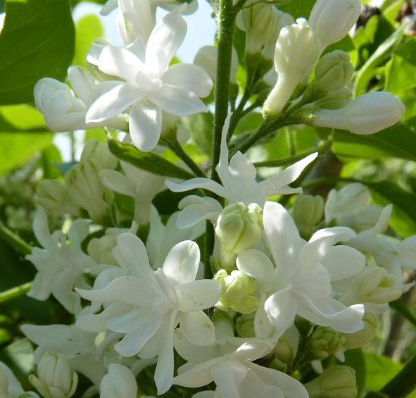 Сирень обыкновенная 'Мадам Лемуан' (белая)