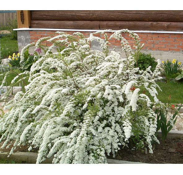 Спирея Вангутта