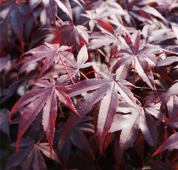 Клен веерный 'Блудгуд'