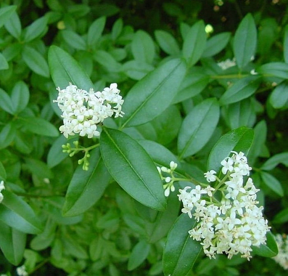 Бирючина обыкновенная 'Атровиренс'