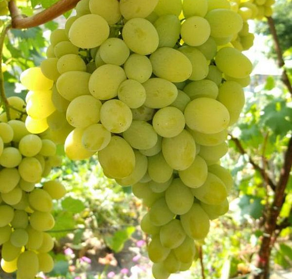 Виноград 'Августин'