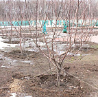 Фотоальбом Апрель в садовом центре (2012 г) Яблони крупномеры (посажены прошлой осенью)