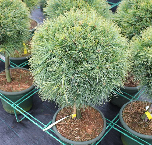 Сосна веймутова 'Минима'