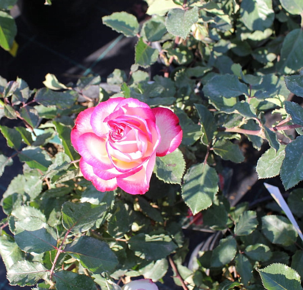 Роза 'Мауритус' (чайно-гибридная) (бело розовая)