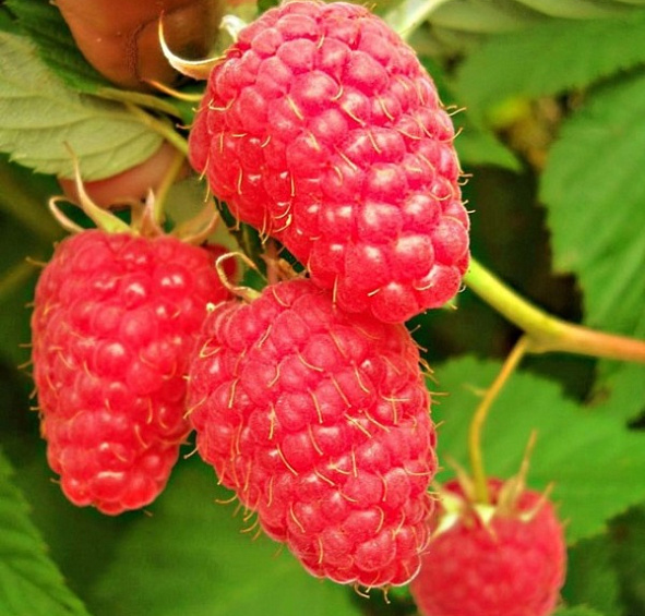 Малина 'Маросейка'