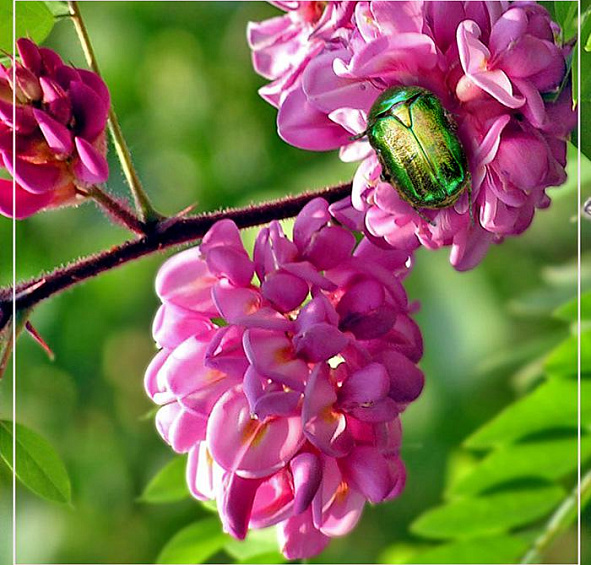 Робиния щетинистоволосистая