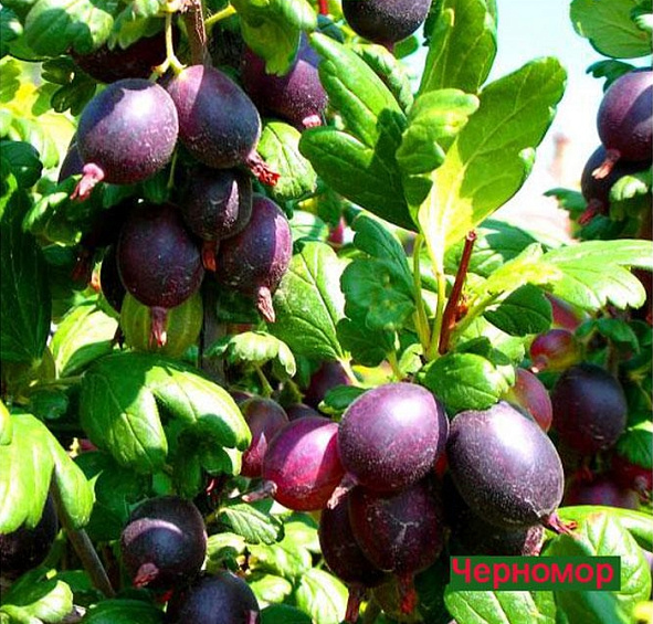Крыжовник 'Черномор'