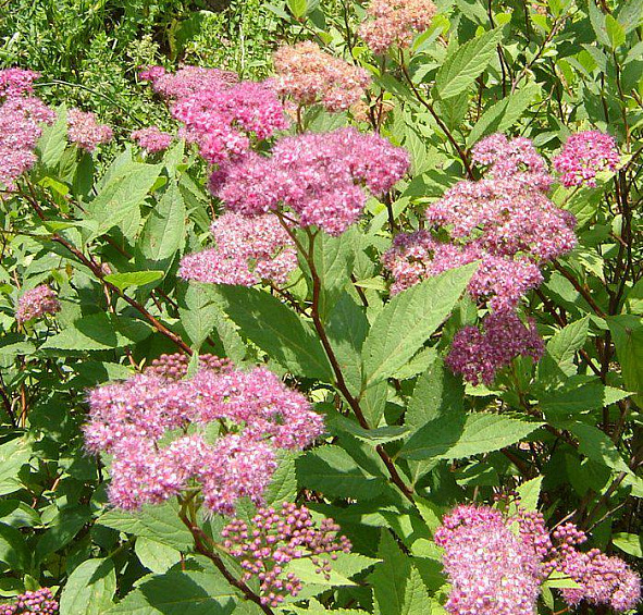 Спирея Бумальда