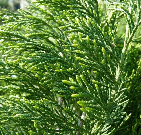 Можжевельник пфитцериана 'Минт Джулеп'