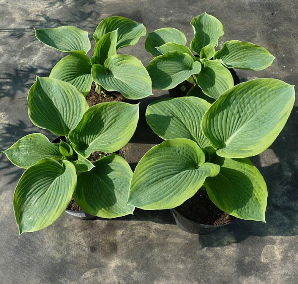 Хоста гибридная (вздутая, волнистая) 'Самурай'