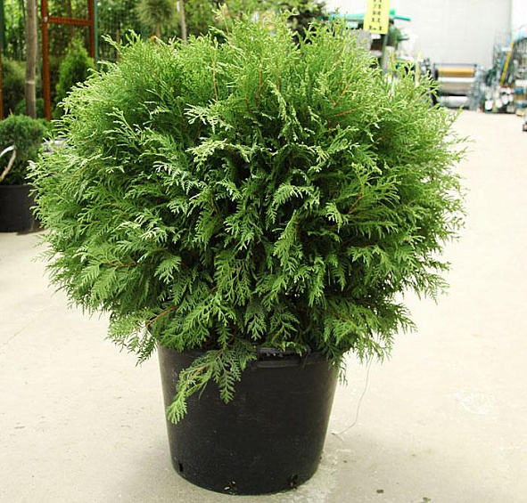 Туя западная 'Вудварди'