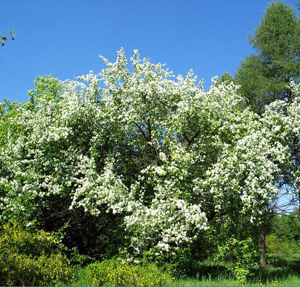 Яблоня ягодная