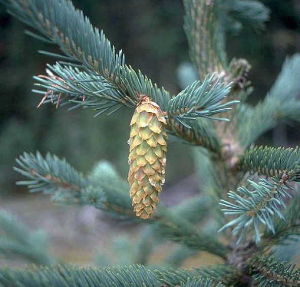 Ель Энгельмана 'Глаука'
