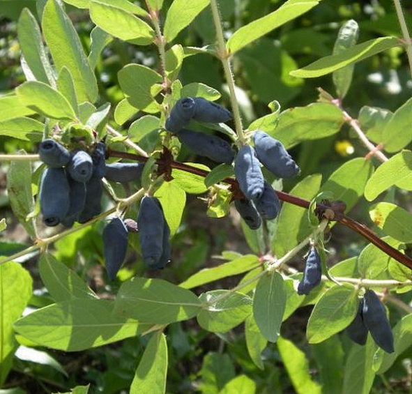 Жимолость Фиалка