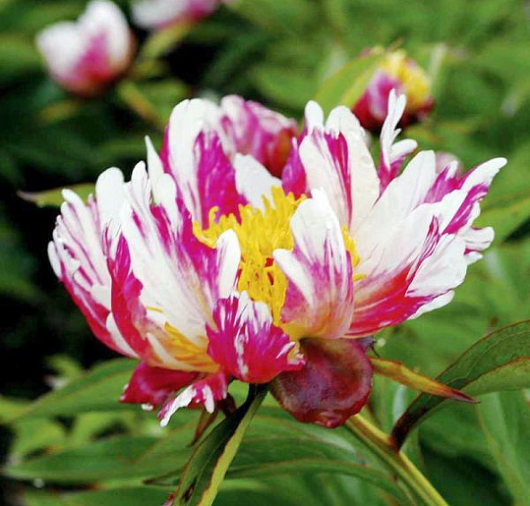 Пион молочноцветковый 'Твиттерпэйтед' (розовый с белым)