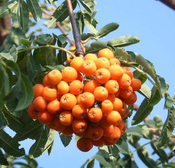 Рябина обыкновенная 'Пендула'