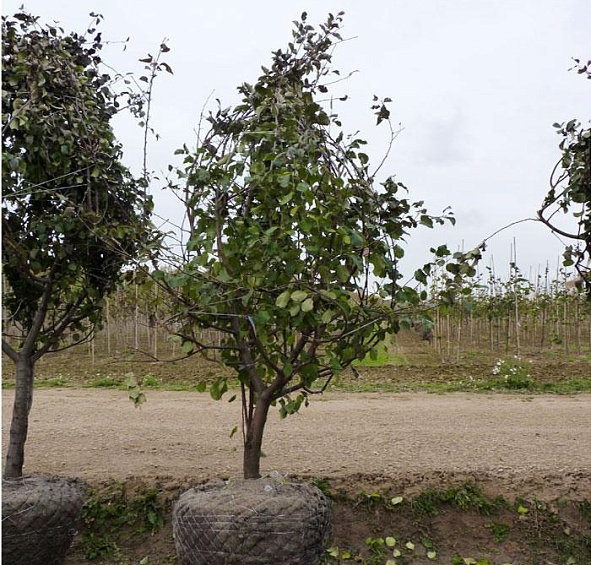 Яблоня домашняя 'Вишневое'