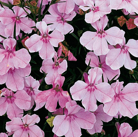 Лобелия эринус ампельная 'Регатта Лилак' (розовая)