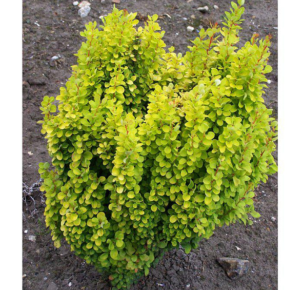 Барбарис Тунберга 'Голден Рокет'