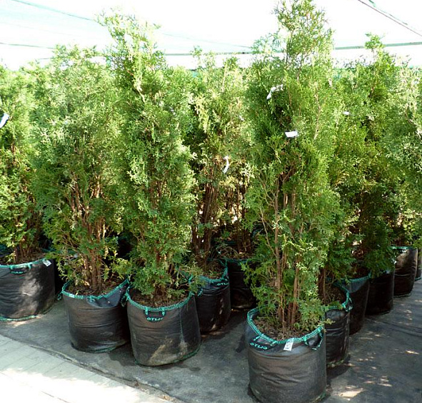 Туя западная 'Холмструп'