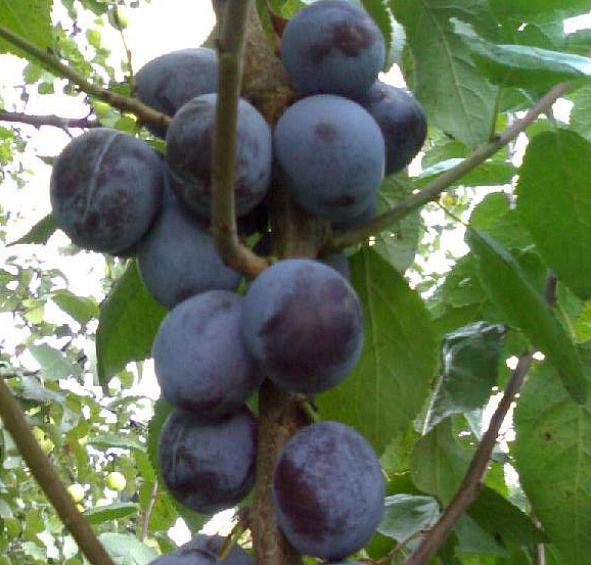 Слива 'Тульская черная'