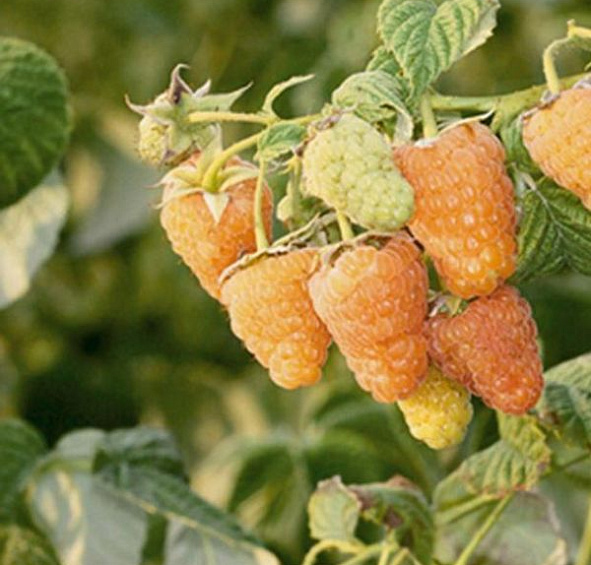 Малина 'Оранжевое чудо'