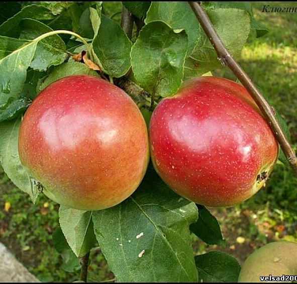 Яблоня домашняя 'Конфетное'