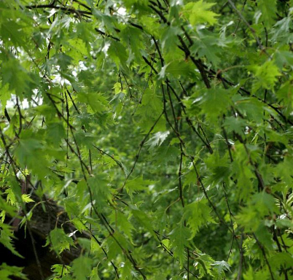 Берёза повислая 'Криспа'